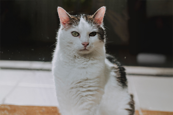 yaslibelirtileri2.jpg (106 KB)