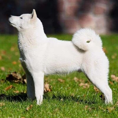 Kyushu (Kishu İnu) Köpek Irkı Özellikleri ve Bakımı - Pet İhtiyaç