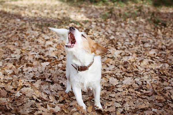 köpeğiniz neden havlıyor