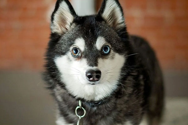 Alaskan Klee Kai