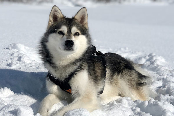 Alaskan Klee Kai köpek ırkı