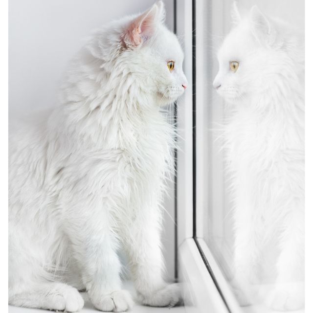 albino kedisi