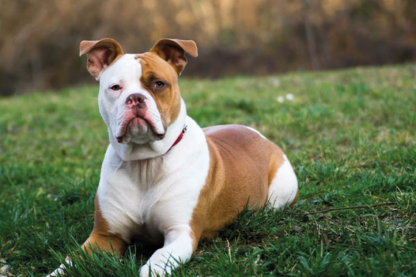 Amerikan Bulldog köpek ırkı