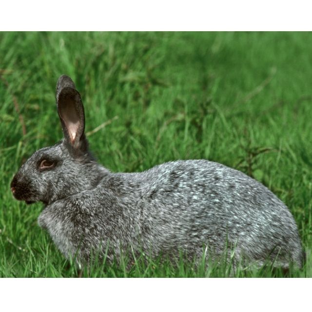 argente tavşanı özellikleri