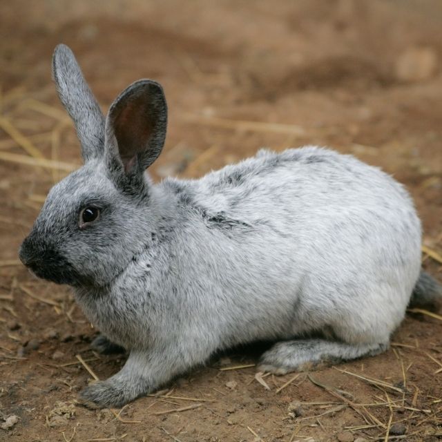 argente tavşanı
