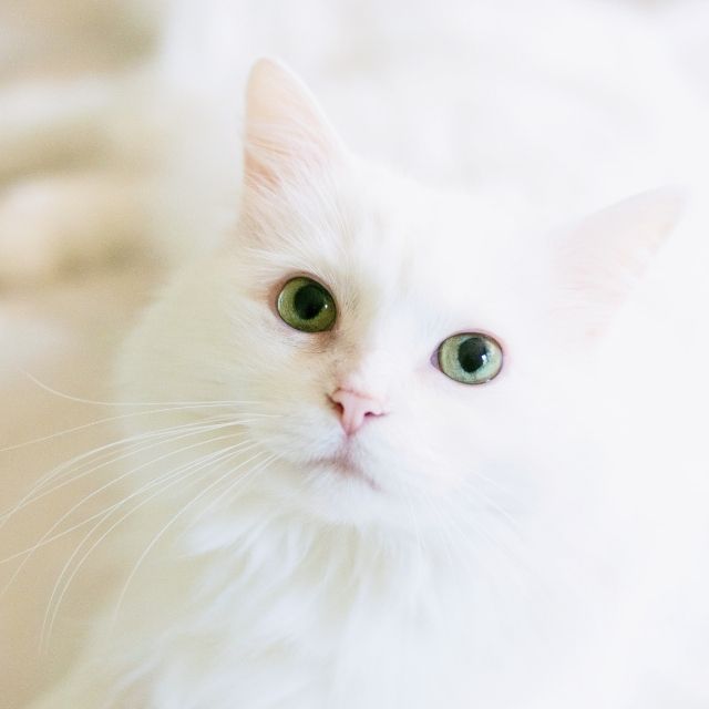 beyaz kediler hakkında bilgiler