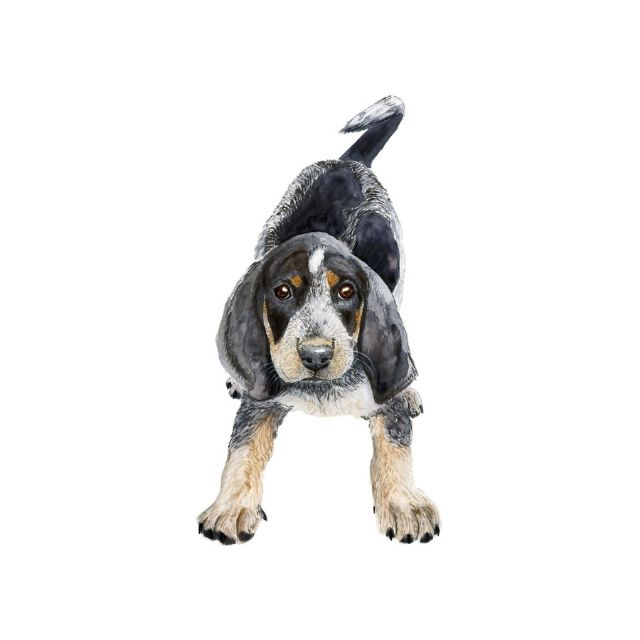 Bluetick coonhound