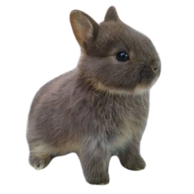 cüce tavşanı özellikleri