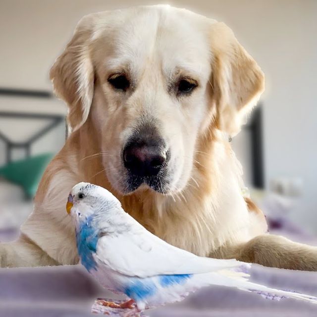 kuş ve köpek