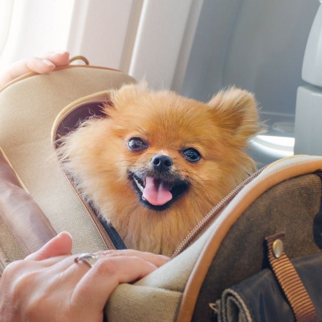 evcil hayvanla uçak yolculuğu