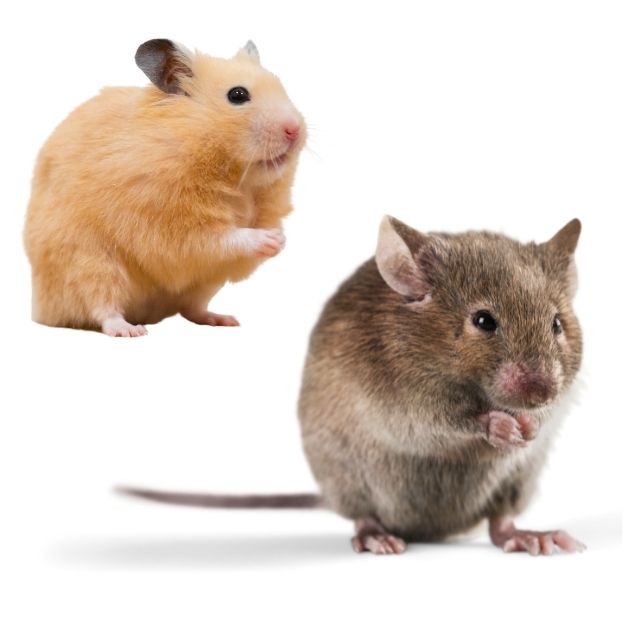 hamster ile fare farkları