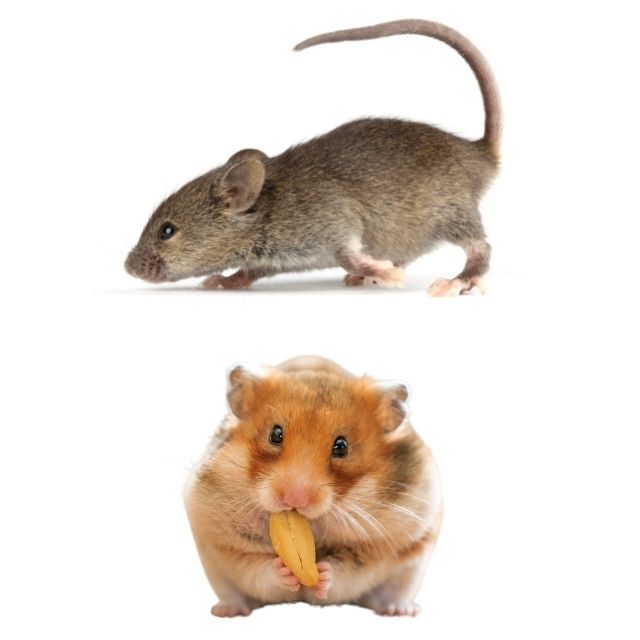 hamster fare farkları