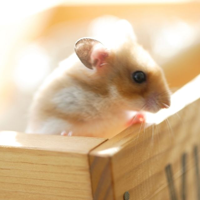 gonzales hamster bakımı