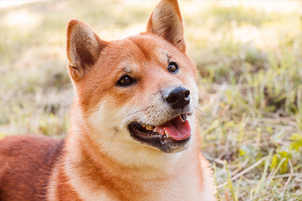 hachiko2.jpg (221 KB)