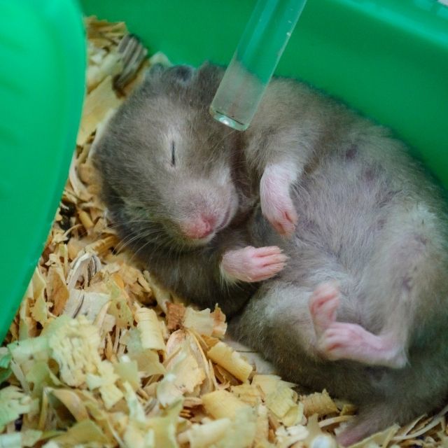hamsterlar neden çok uyur
