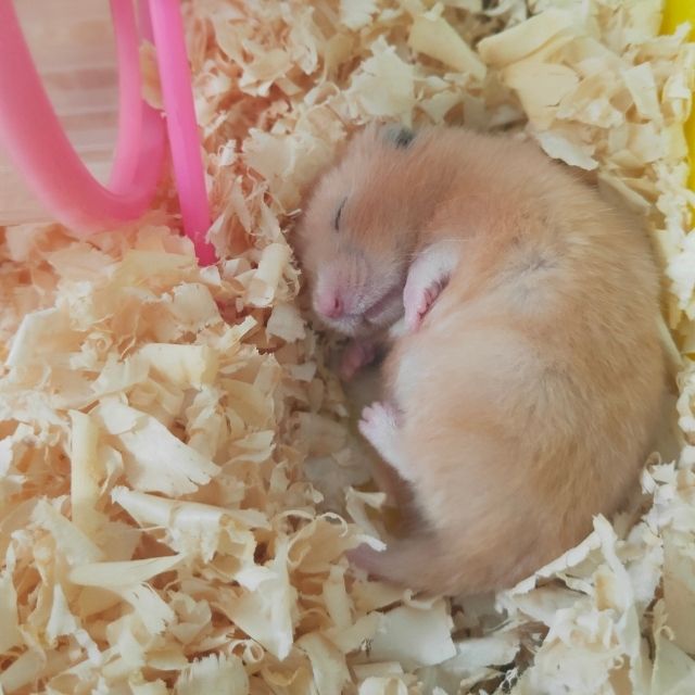 hamsterlarda uyku