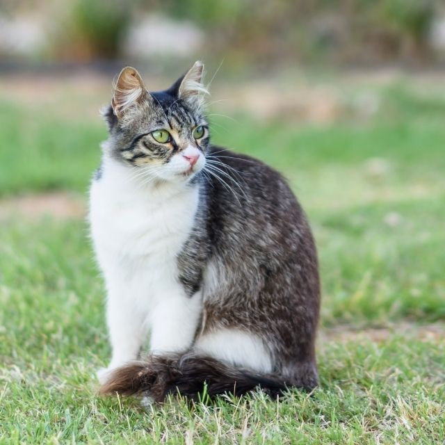 kıbrıs kedisi özellikleri