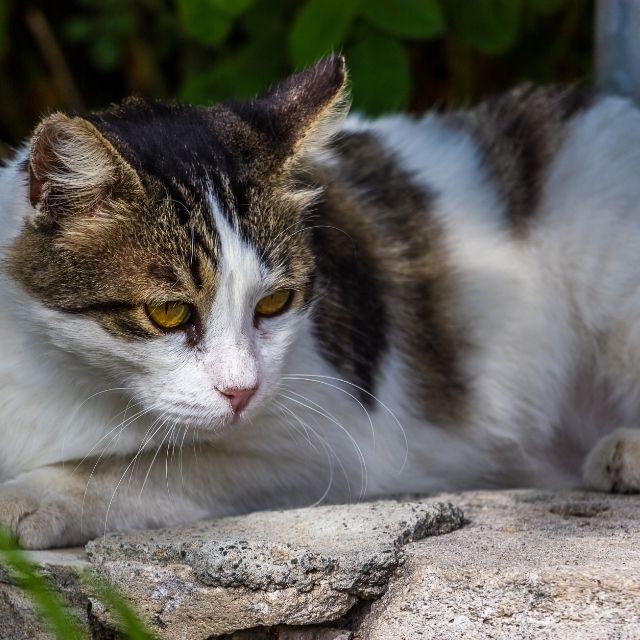 kıbrıs kedisi