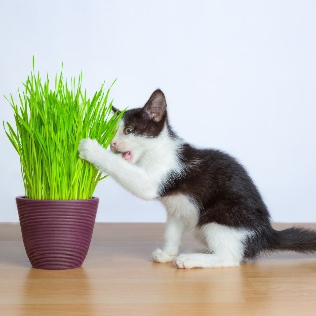 kedi çimi nedir