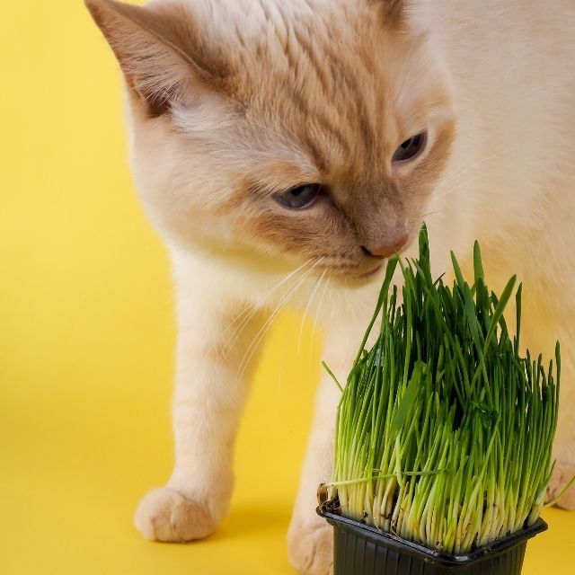 kedi çimi yararları