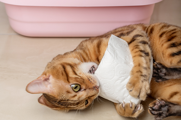 kedikumkabi1.jpg (160 KB)