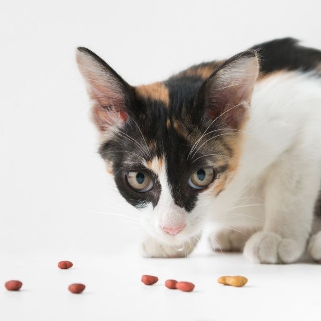 kedilerde gıda alerjisi
