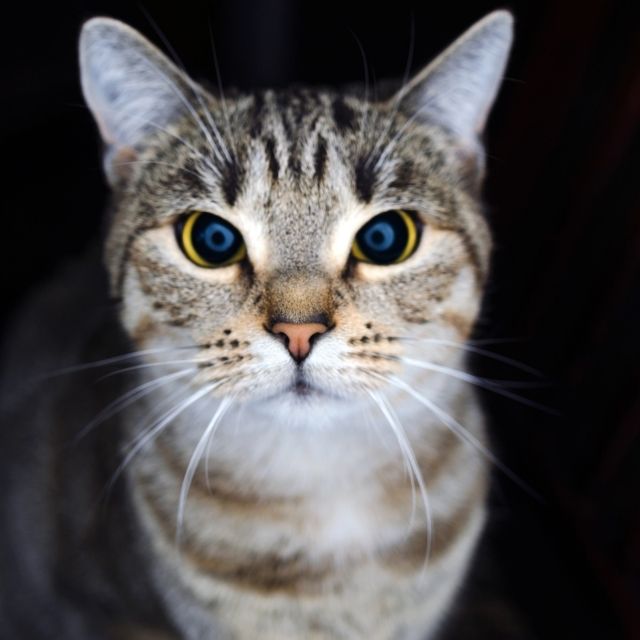kedilerde göz kızarıklığı nedenleri