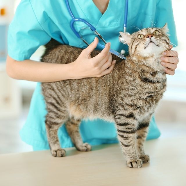 kedi kuduz aşısı