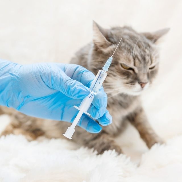 kedilerde kuduz aşısı