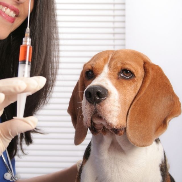 köpeklerde kuduz aşısı