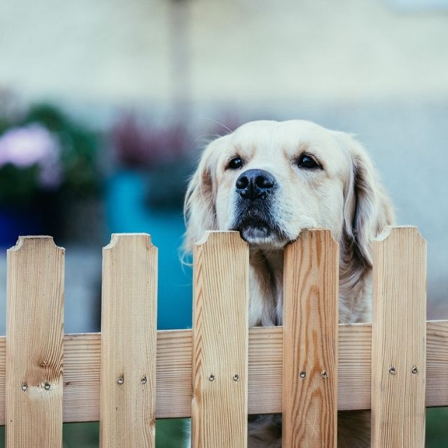 köpek çiti ne işe yarar