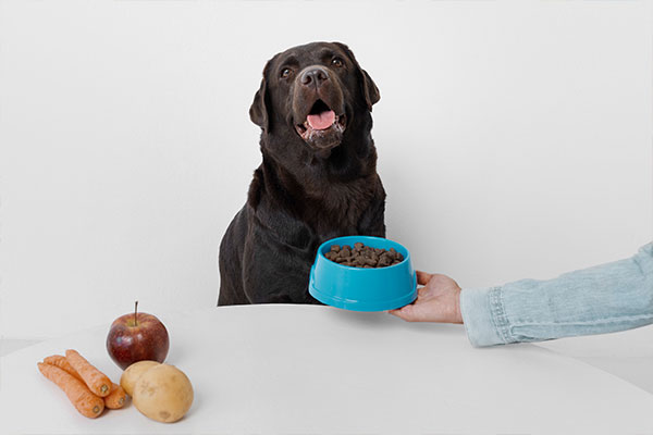 köpek maması seçerken dikkat edilmesi gerekenler