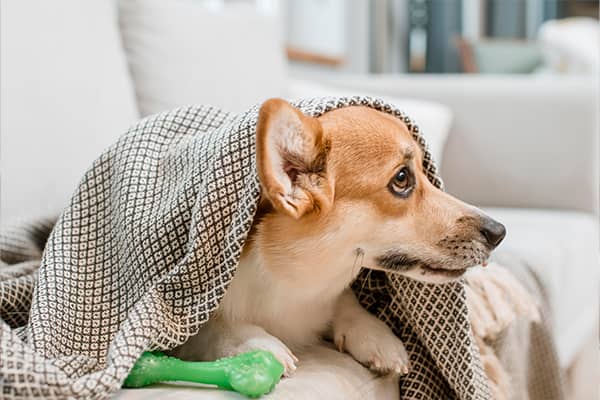 köpeklerde ve kedilerde görülen hastalıklar