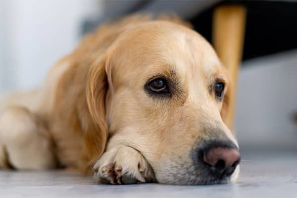 köpeklerde davranış sorunları