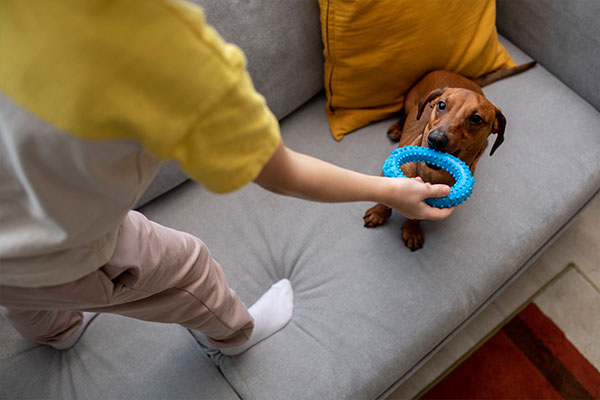 köpeklerde egzersiz ihtiyacı