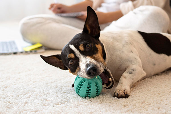 köpeklerle yapılacak aktiviteler 