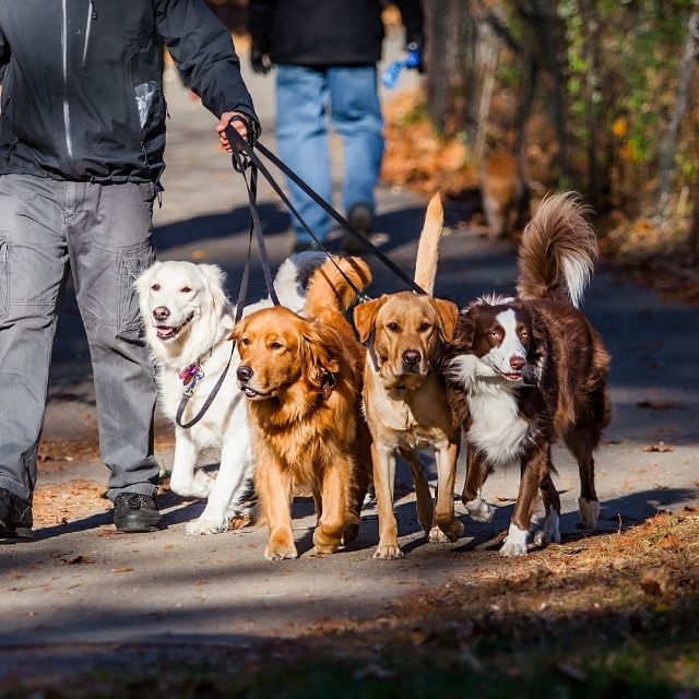 köpeklerle yürüyüş