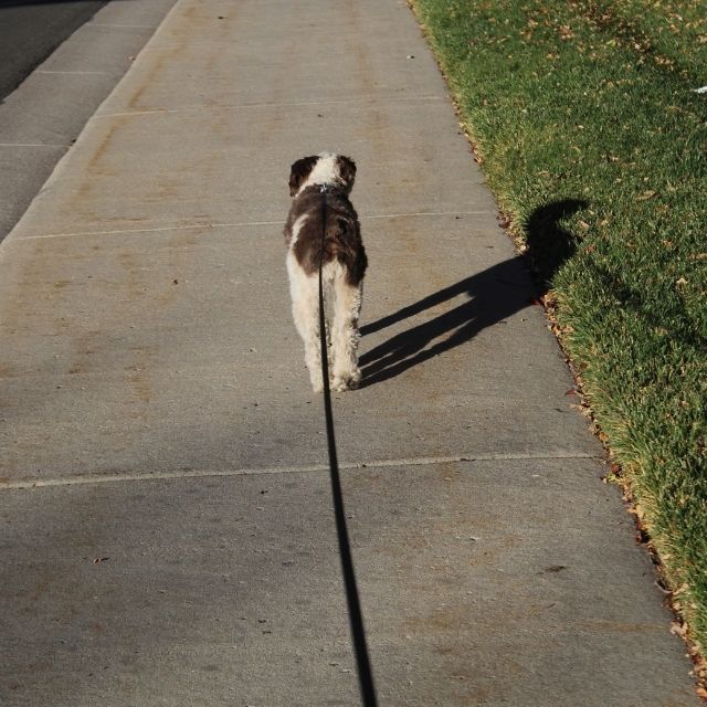köpeklerde yürüyüş