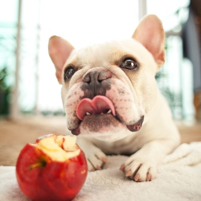 köpeklere yararlı besinler