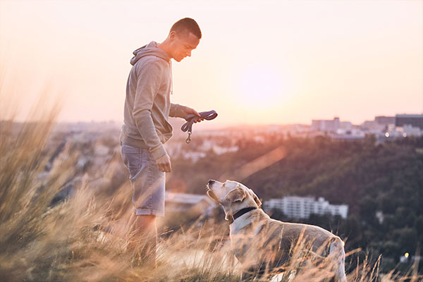 köpekler kaç dil bilir