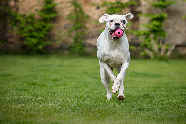 köpekler ve oyuncak getirme