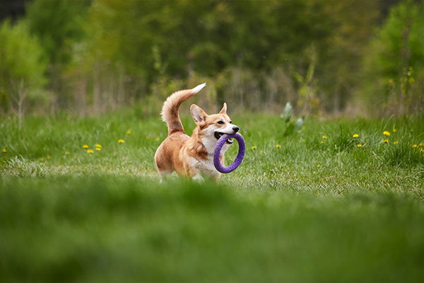 köpekler ve oyuncak getirme