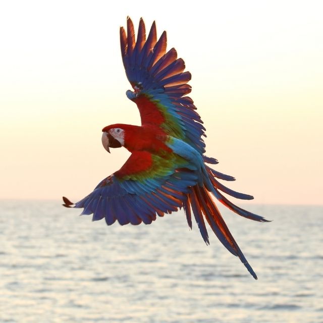 macaw papağanı