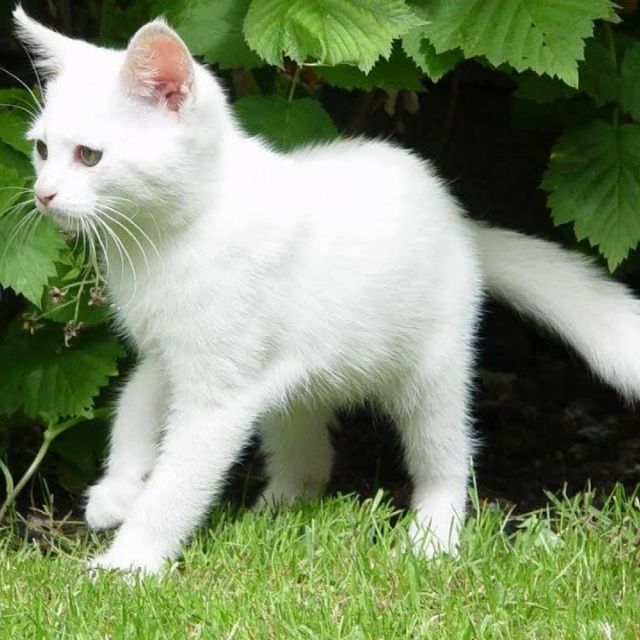 beyaz rus kedisi