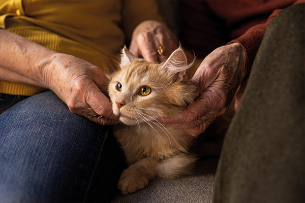 sagliktaramasi1.jpg (174 KB)