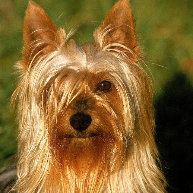silky terrier köpek ırkı