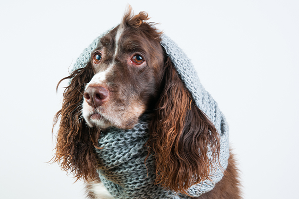 soguktayaslikopek.jpg (158 KB)