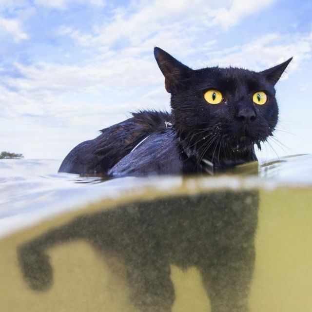 suyu seven kedi ırkları