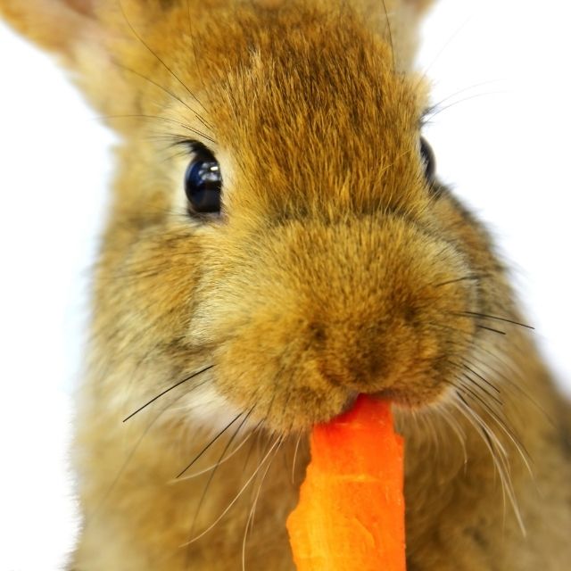 tavşanlara zararlı gıdalar
