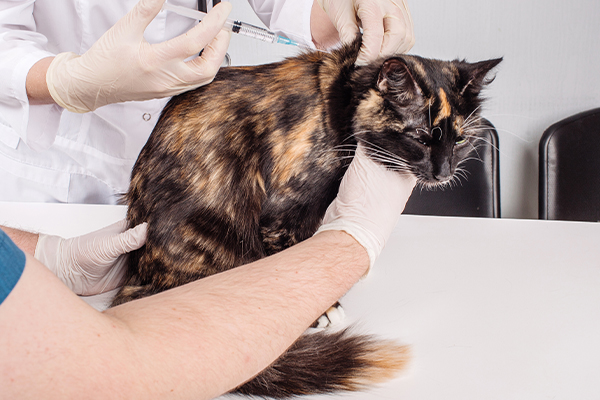 veterinerkontrol2.jpg (198 KB)